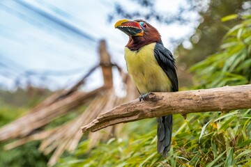 vivid bird scene, playful toucan with multicolored bill and curious eye in lush environment