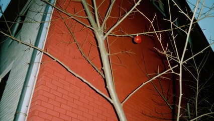 Dark Chirstmas Bare tree branches against a brick wall background.