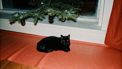 Dark Chirstmas A black cat resting under a Christmas tree near a window.