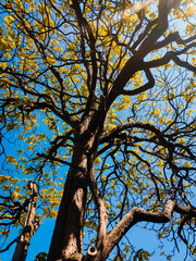 Sunlit tree with twisting branches and fresh yellow-green leaves reaching toward a clear blue sky, creating a vibrant seasonal nature scene in warm daylight