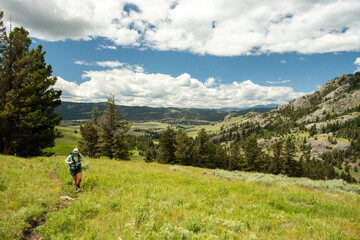 Fototapeta premium Hiker Climbs Grassy Hill Side In Remote Backcountry Of Yellowstone