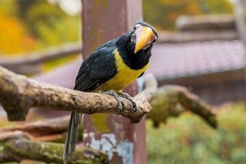 vibrant bird display, perched toucan with glossy feathers and curious demeanor in city environment