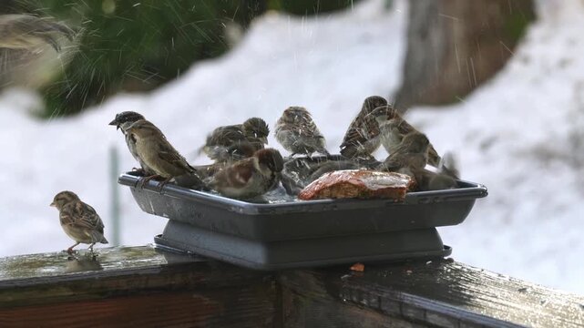 a group of house sparrows bathing in a bird bath at a cold winter day