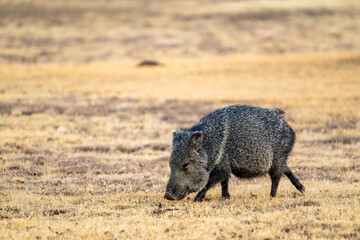 Fototapeta premium Javelina Sniffs The Ground While Walking Across Field