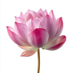 Fototapeta premium fresh pink lotus flower fully opened, showing delicate layered petals and soft gradients. Soft diffused studio lighting with clean shadows, ultra-HD detail. Ideal for spa, wellness, skincare