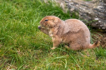 natural prairie habitat featuring grazing prairie dog among green grasses and wooden elements