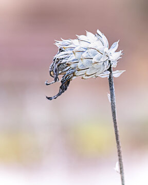 Zuckerstrauch im Herbst
