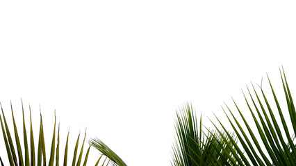 Fototapeta premium Palm Border