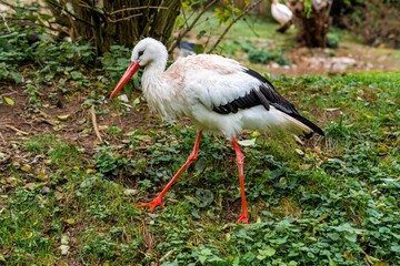 serene white stork meticulously searches lush landscape for insects with precise beak movements