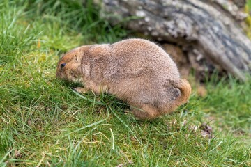 gentle natural light captures prairie dog relaxing in spring meadow habitat with lush greenery