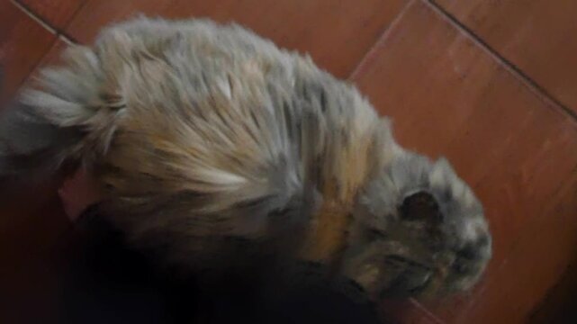 A fluffy calico cat with gray, orange, and white fur is seen resting on a wooden floor. The cat has a bushy tail and a playful demeanor.