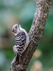 Japanese Pygmy Woodpecker