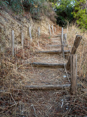 Rustic Trail with a Tree in a Natural Landscape