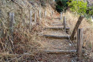 Serene Forest Pathway Surrounded by Nature's Glory