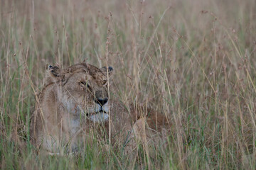 lioness in the grass
