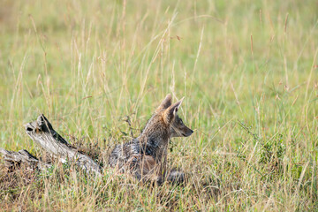 jackal in the national park Masai Mara