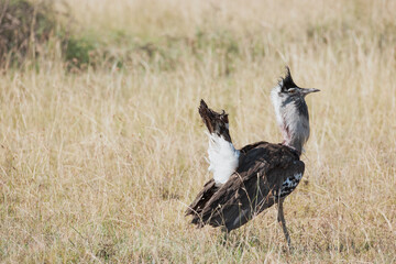 Great bustard in the savannah of East Africa