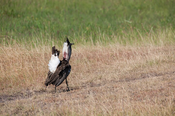 Great bustard in the savannah of East Africa
