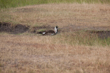 Great bustard in the savannah of East Africa