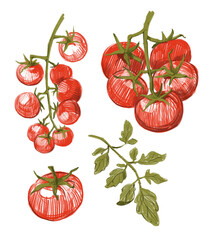 Tomatoes set sketch, hand drawn illustration