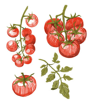 Tomatoes set sketch, hand drawn illustration