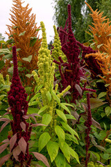 Different varieties of amaranth with multi-colored flowers.