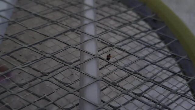 A close up view of mosquito bat or bug zapper racket or electric fly swatter