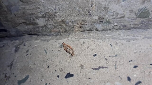 A macro view of moving bag worm moth larva or phereoeca crawling on the floor