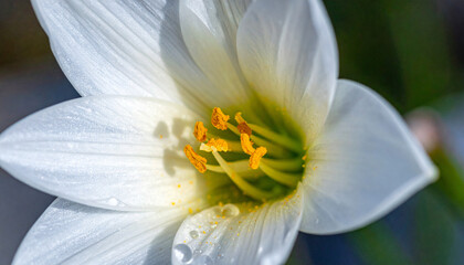 A close-up shot of a delicate white flower with vibrant yellow stamens and water droplets on its petals.
