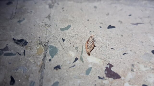 A macro view of moving bag worm moth larva or phereoeca crawling on the floor