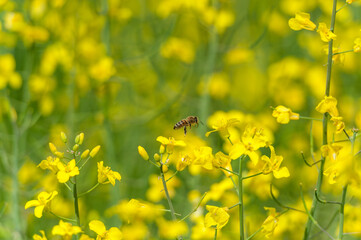 Blooming Rapeseed Field And Flying Bee in Background. Collecting Honey. Macro.