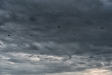 Flock of Birds in Flight Under Dark Storm Clouds at Dusk Over a Quiet Horizon