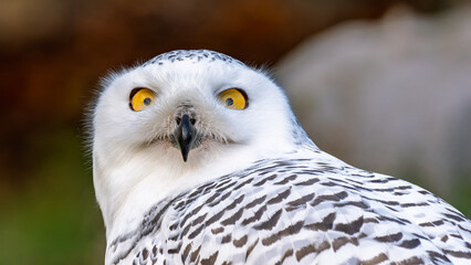 Was guckst Du?