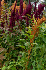 Different varieties of amaranth with multi-colored flowers.