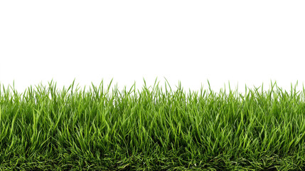 Fototapeta premium Patch of Fresh Green Grass
