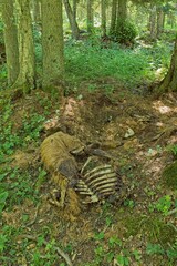 Obraz premium Animal remains in advanced stage of decay in forest in summer, Abruka, Saaremaa, Estonia.