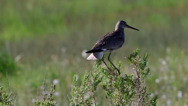 Closeup and flyaway of a Willet, a large shorebird that&rsquo;s part of the sandpiper family, in a marsh in Colorado