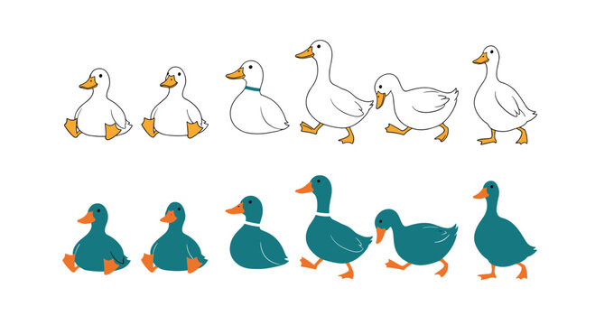 Adorable collection of cute cartoon ducks in white and teal, illustrated in various poses like sitting, walking, and standing.