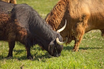 A lone highland cow grazing in meadow in summer, Abruka, Saaremaa, Estonia.