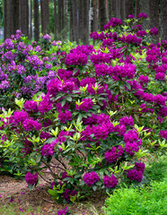 Rhododendron bushes with bright lilac flowers in the forest.