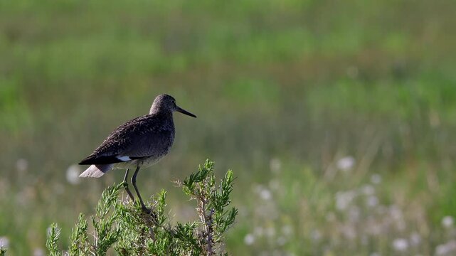 Closeup and flyaway of a Willet, a large shorebird that&rsquo;s part of the sandpiper family, in a marsh in Colorado