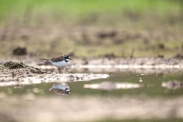 The Mirror's Edge: Little Ringed Plover Reflection