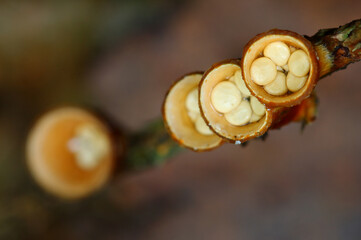 Field bird's nest mushroom on a branch.