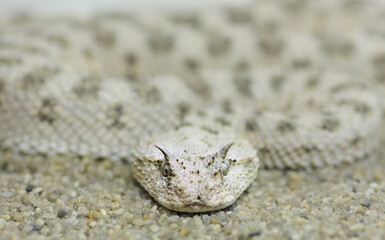 Horned viper in the sand.
