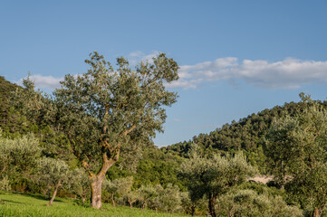 Spectacular photos of olive trees