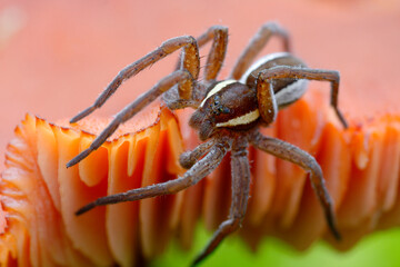 Raft spider close-up on the edge of mushroom cap.
