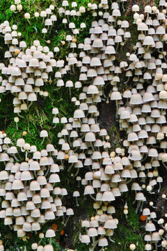 Fairy inkcap in abundance on old tree.