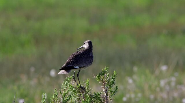 Closeup and flyaway of a Willet, a large shorebird that&rsquo;s part of the sandpiper family, in a marsh in Colorado