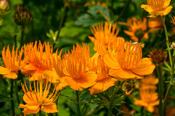 Bright orange flowers of the garden globeflower in the park.