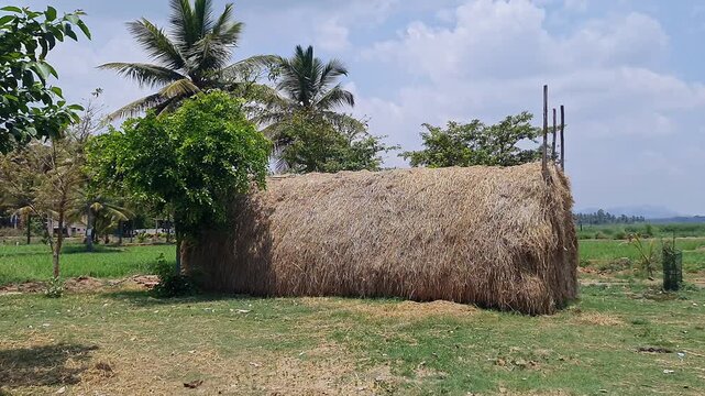 A panoramic view of hay stack in a rural village or paddy straw pile or straw piles arranged